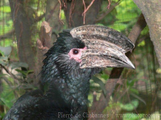 Trumpeter hornbill *