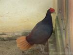 Crestless fireback pheasant