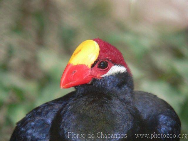 Violet turaco