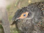 Malay peacock-pheasant