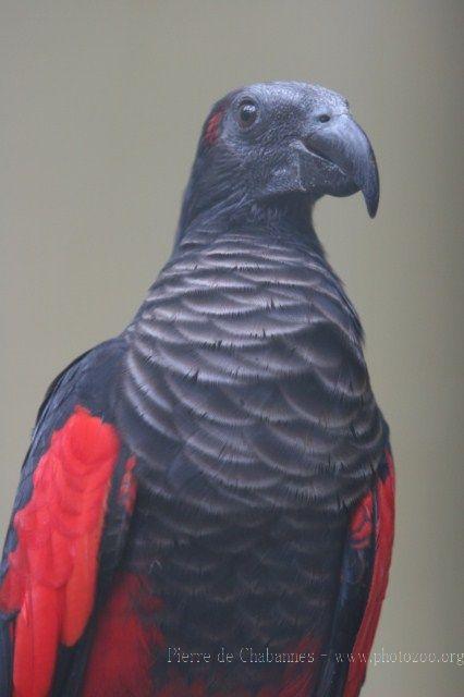 Pesquet's parrot