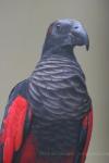 Pesquet's parrot