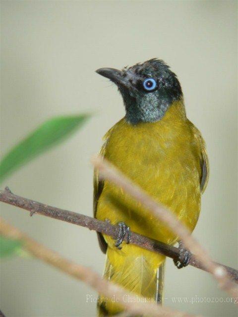 Black-headed bulbul