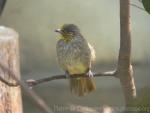 Stripe-throated bulbul