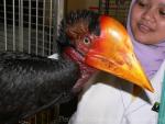 Helmeted hornbill *