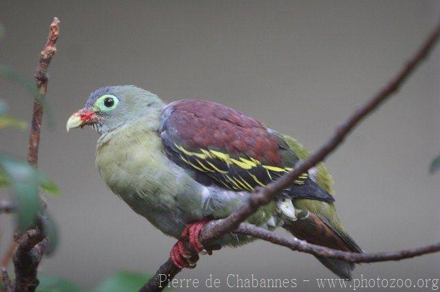 Thick-billed green-pigeon