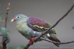 Thick-billed green-pigeon