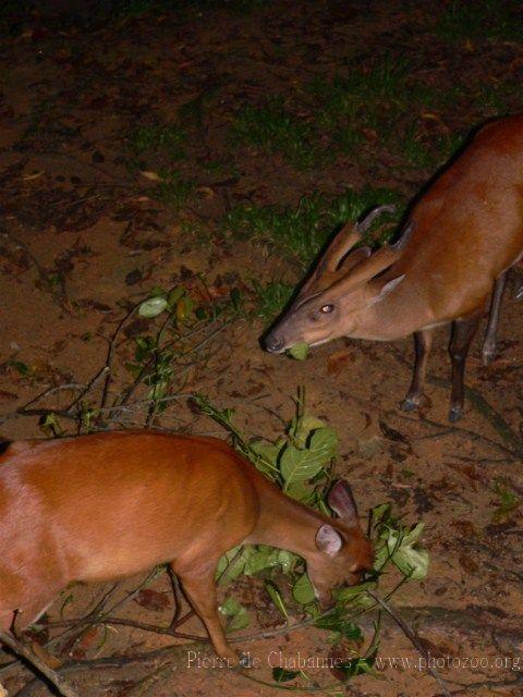 Southern red muntjac