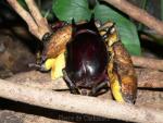 Caucasus beetle