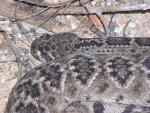 Western diamondback rattlesnake