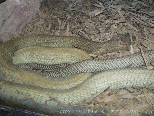 Cobra royal