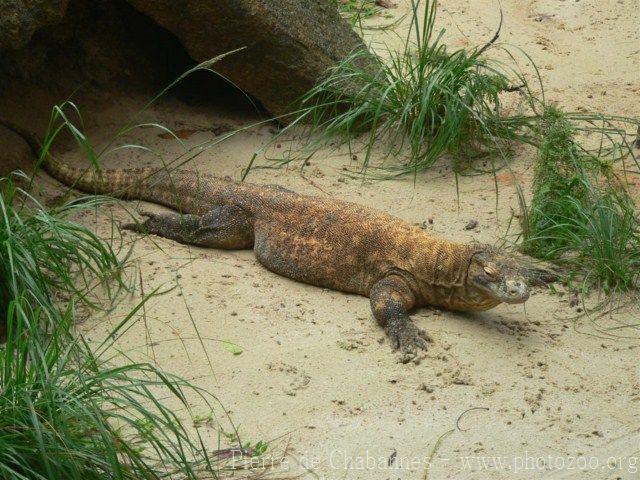 Komodo dragon