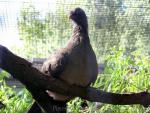 Chaco chachalaca