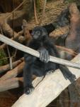 Kloss's gibbon