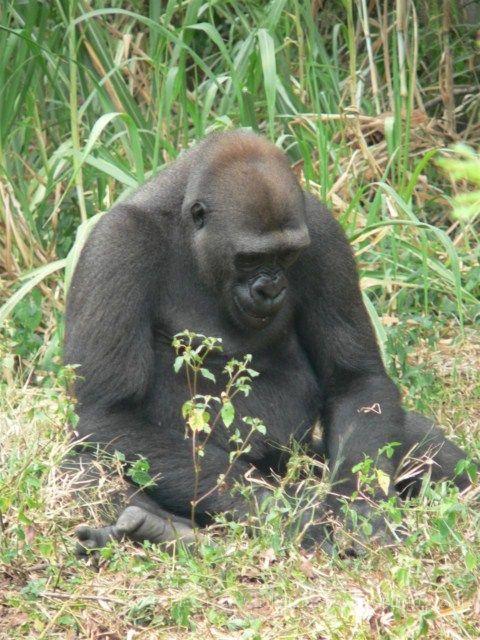 Western lowland gorilla