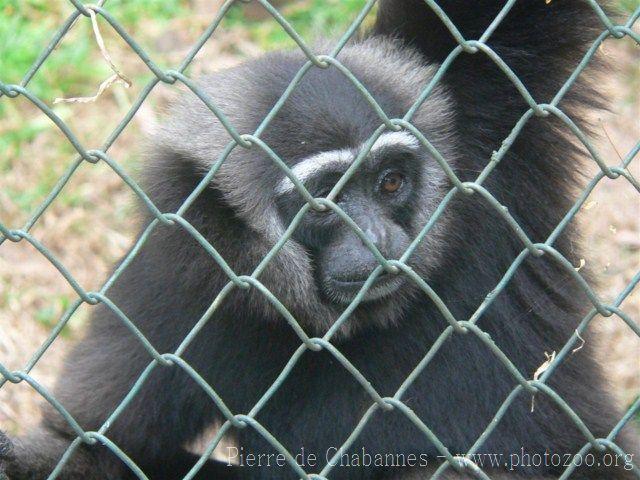 Agile gibbon