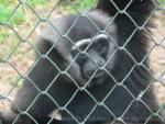 Agile gibbon