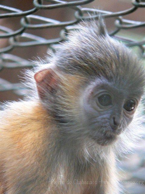 Silvery langur