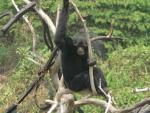 Siamang