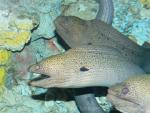 Giant moray