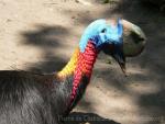 Northern cassowary