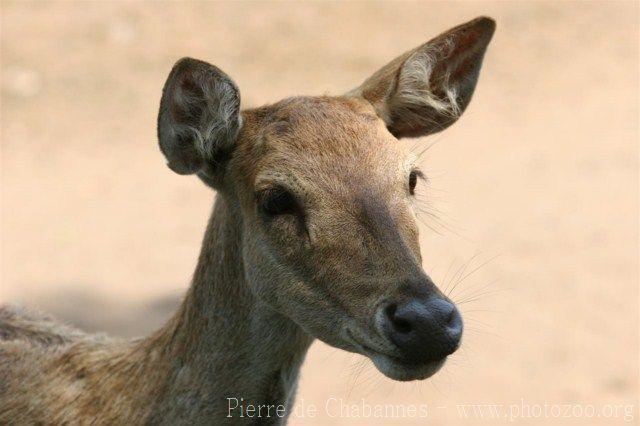 Javan deer