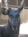 Malayan sambar deer