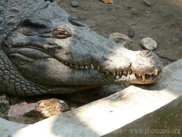 New Guinea crocodile