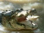 Saltwater crocodile