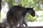 Grizzled tree-kangaroo *