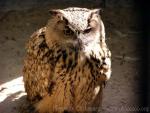 Eurasian eagle-owl *