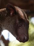 Grizzled tree-kangaroo *