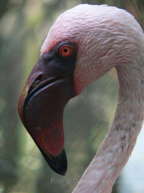 Lesser flamingo