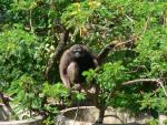 Müller's gibbon