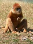 Eastern javan langur