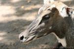 Nilgai