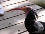 Northern bald ibis