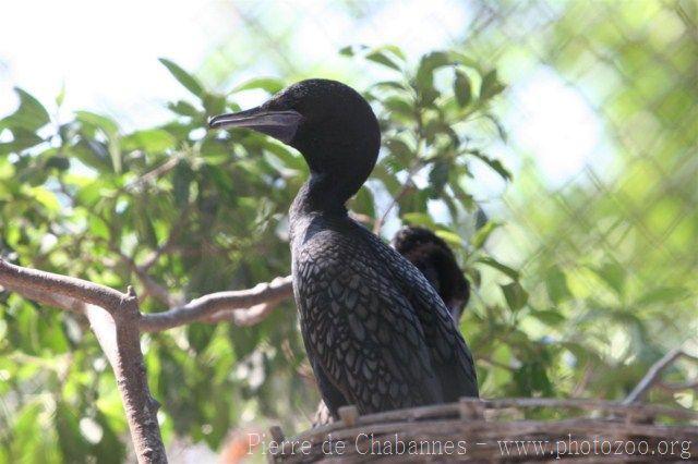 Little black cormorant