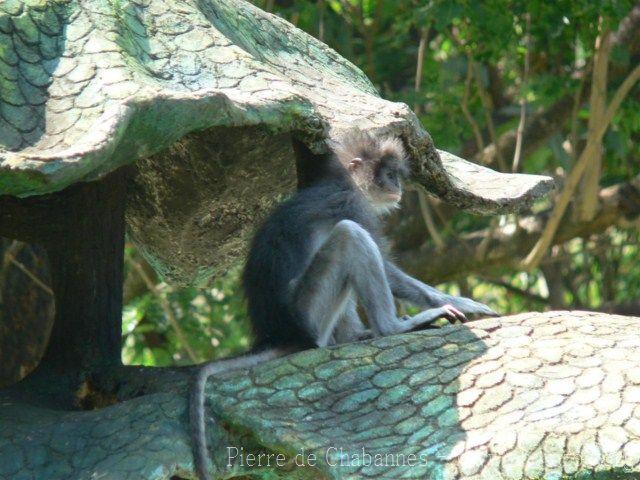 Grizzled leaf-monkey