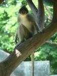 Grizzled leaf-monkey