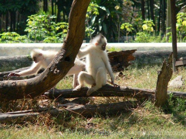 Black-crested sumatran langur *