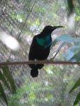 Magnificient rifflebird *