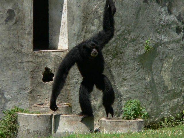 Siamang