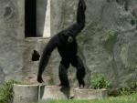 Siamang