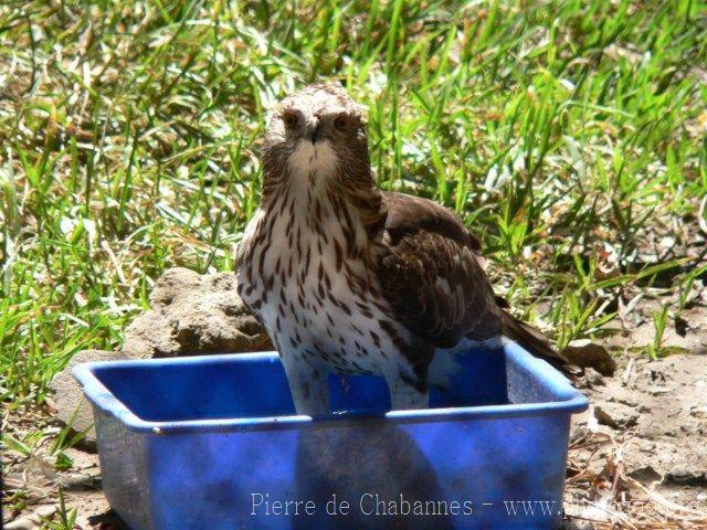 Changeable hawk-eagle