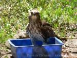 Changeable hawk-eagle