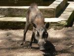 Javan warty pig