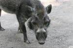 Javan warty pig