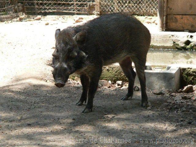 Javan warty pig