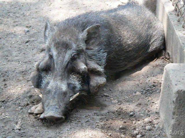 Javan warty pig